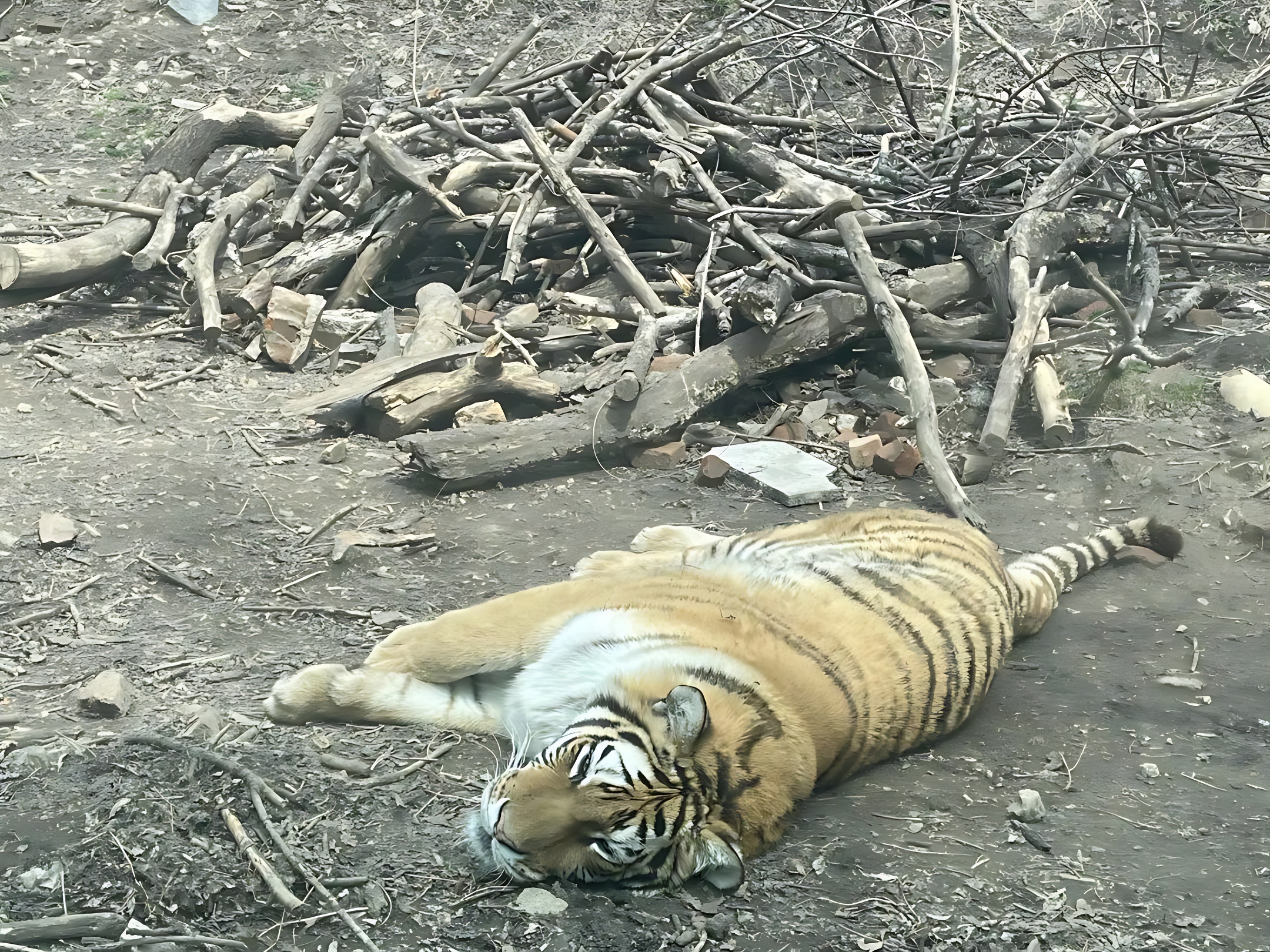 东北虎